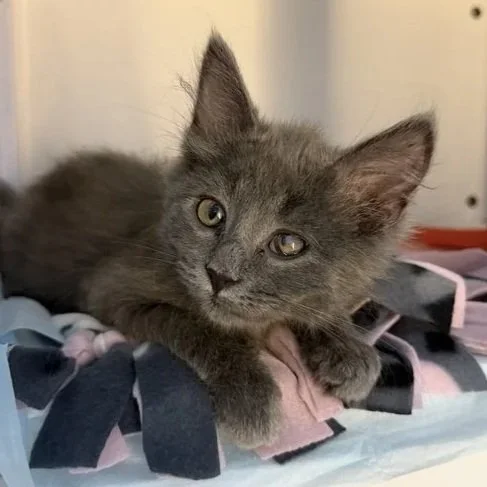 Bug - Adopted 0715