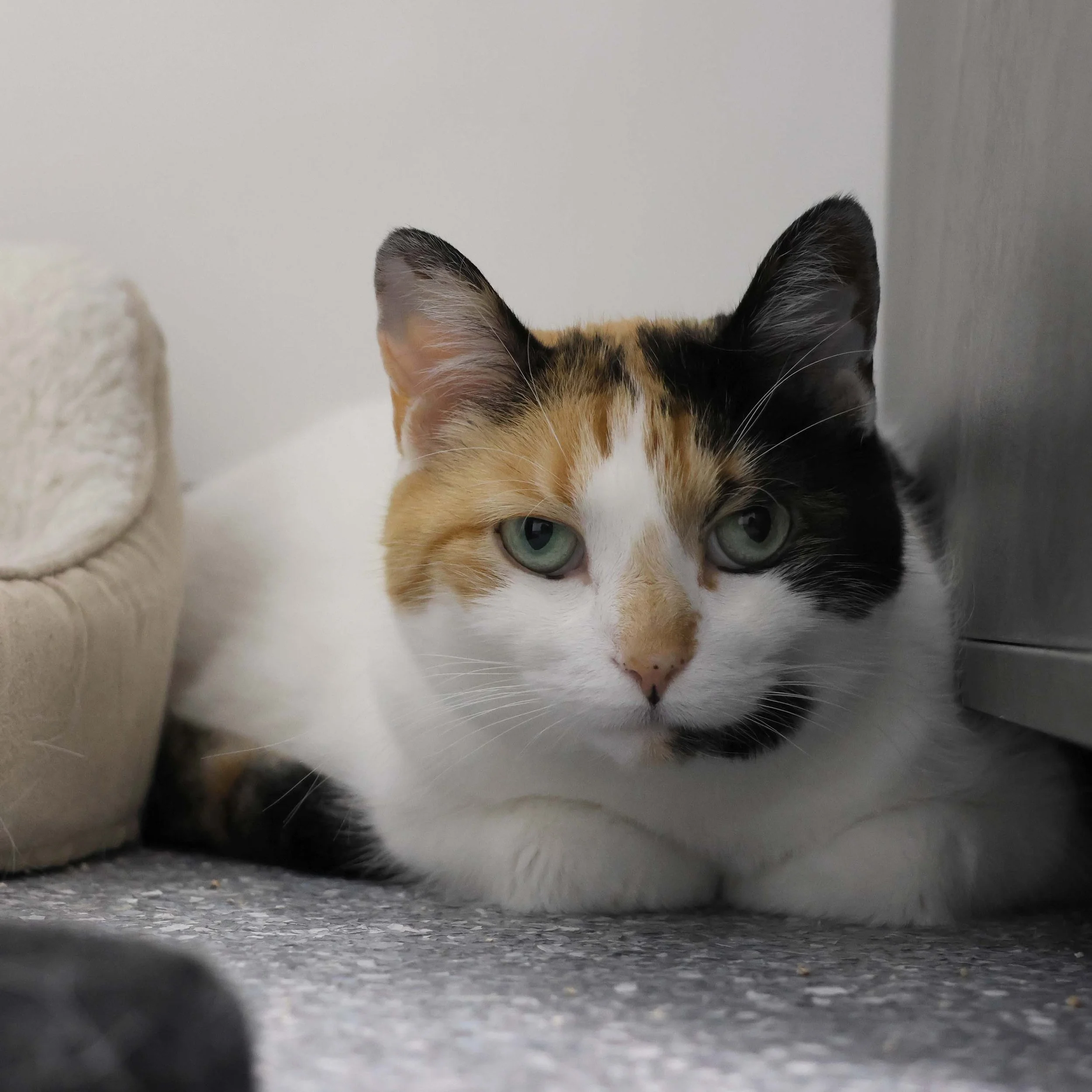 Sundae- Accepting Applications