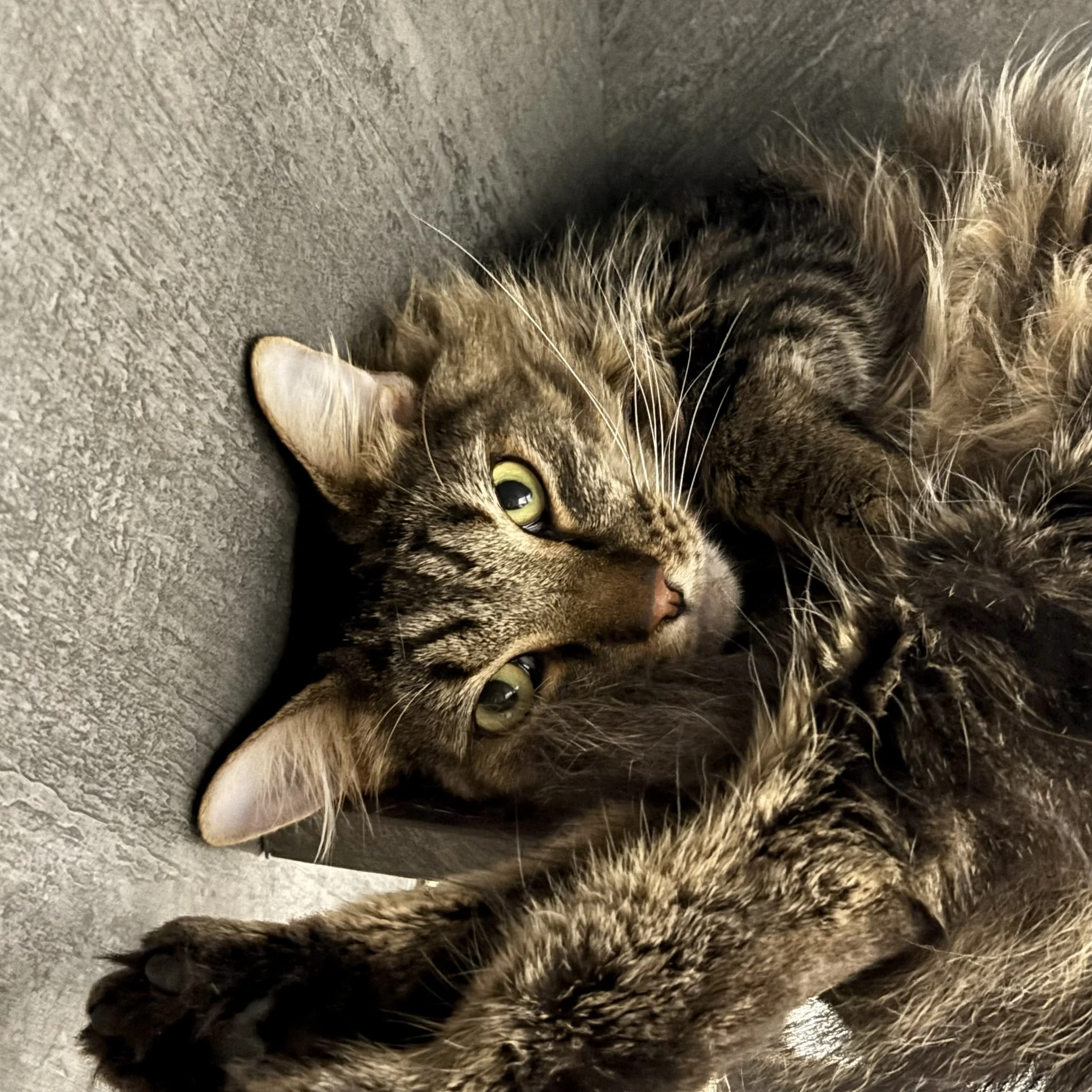 Schlitz - Adopted 8/30/26