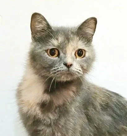 Hazel.jpg