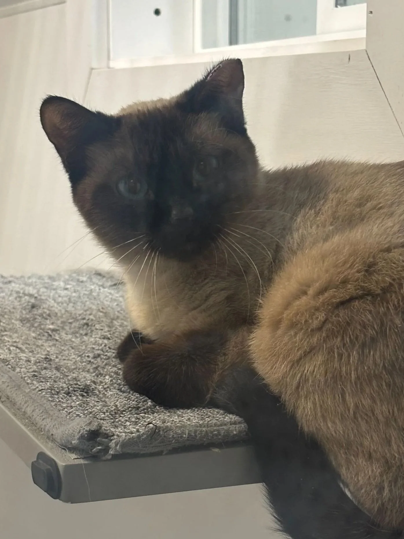 Buttercup - Accepting Applications