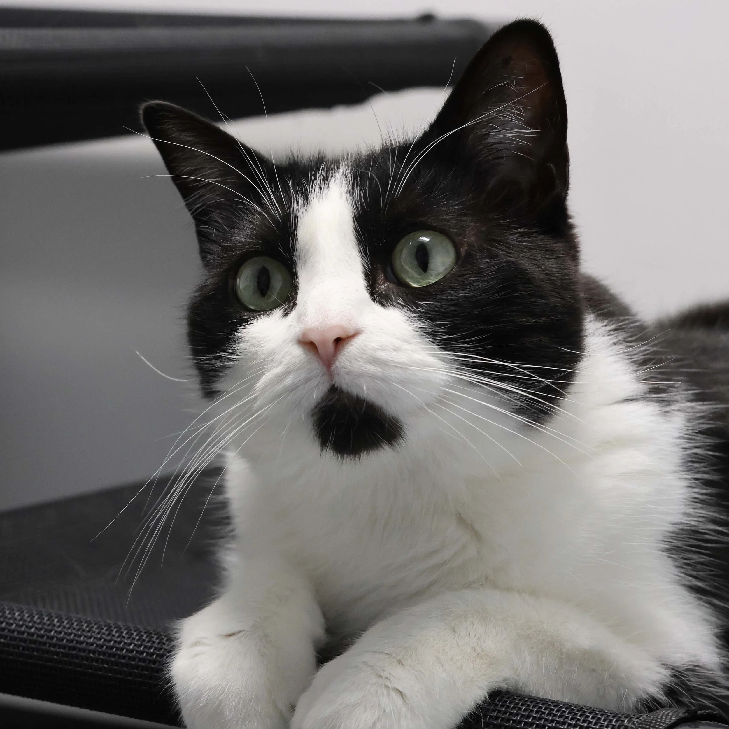 Buster- Accepting Applications