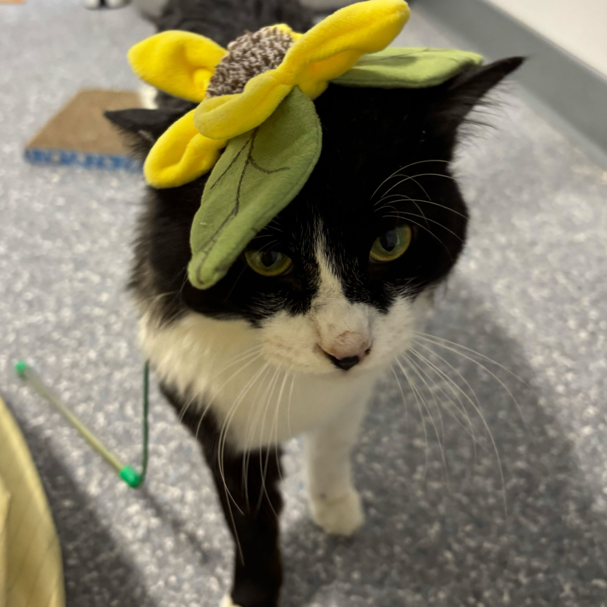 Cosmic - Adopted 0405