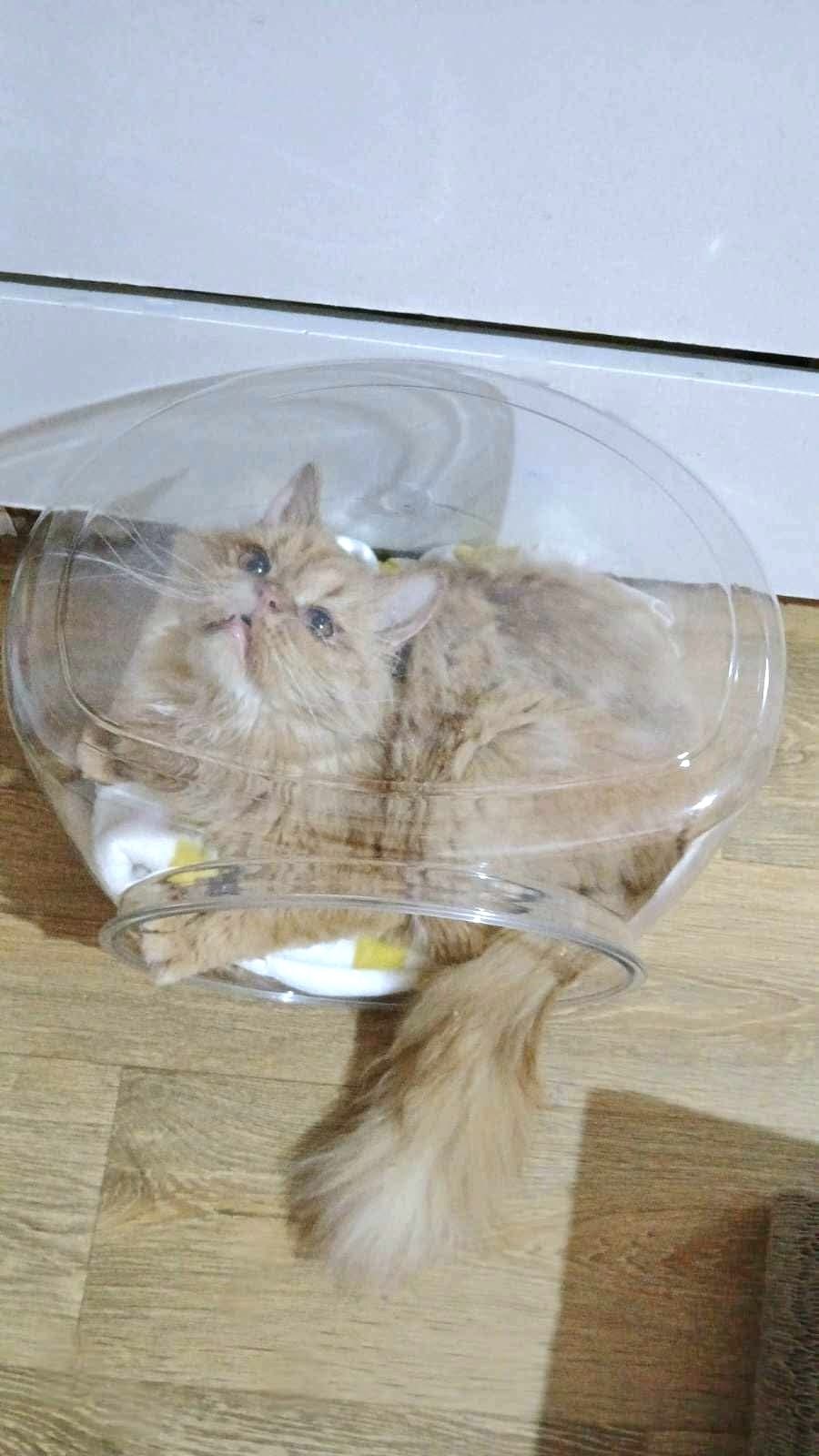 Rolex the cat in a clear box