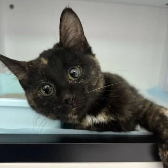 Pie - Adopted 0625
