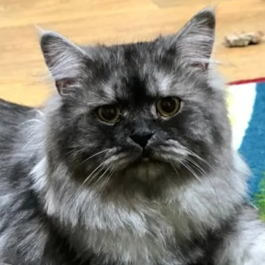 Ryo - Adoption Pending