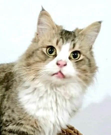 Atlas - Accepting Applications