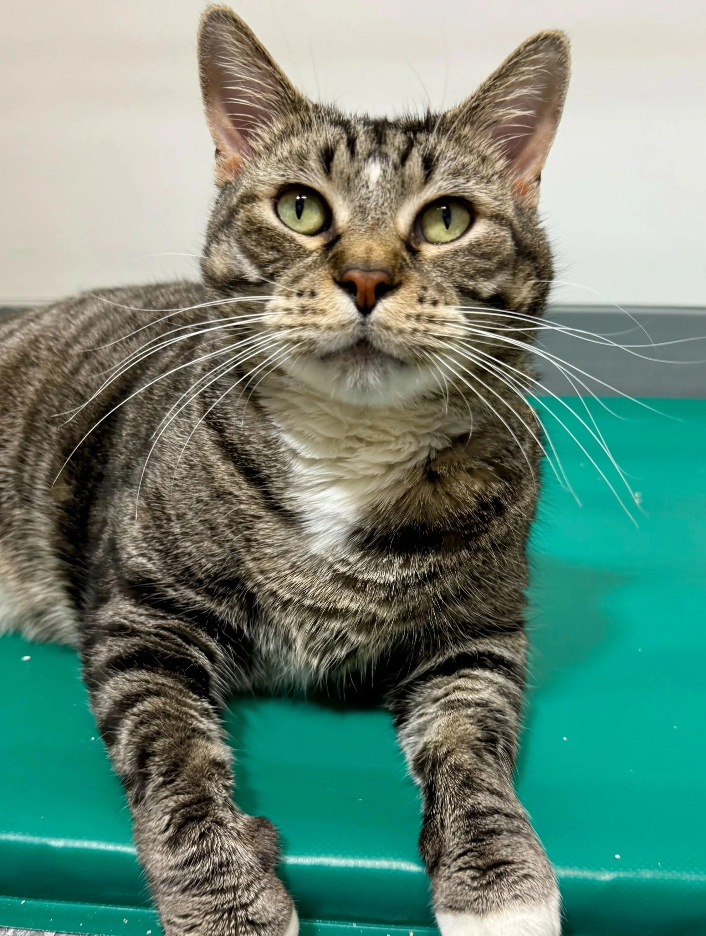 Ham Bone - Accepting Applications