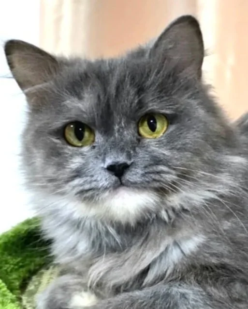 Lumira - Accepting Applications