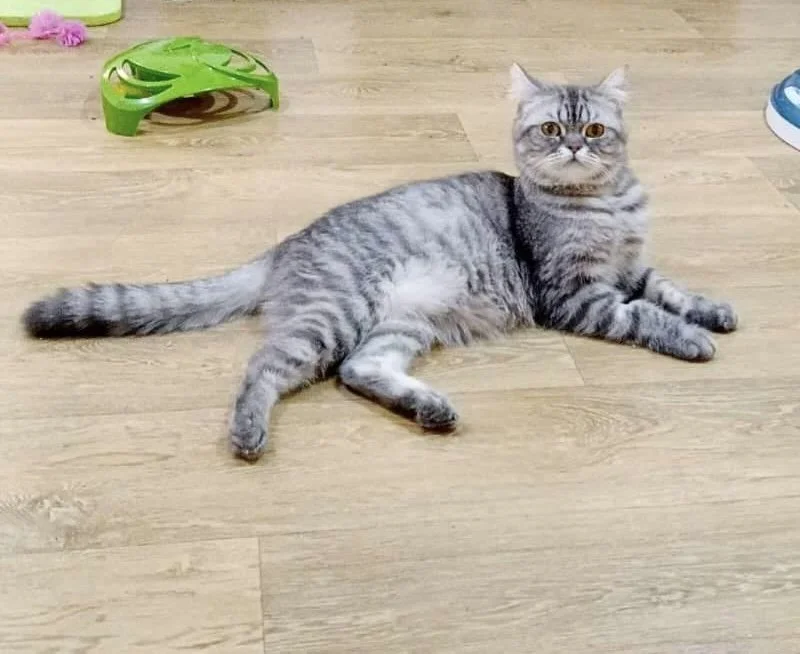 Leonardo cat laying on floor