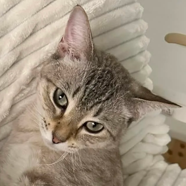 Sea - Accepting Applications