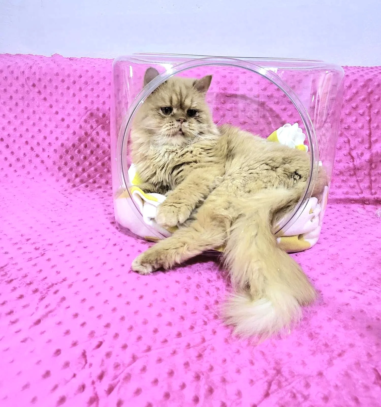 Rolex the cat sitting in box