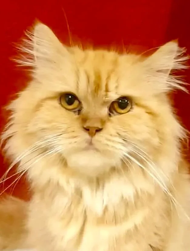 Fanta - Accepting Applications