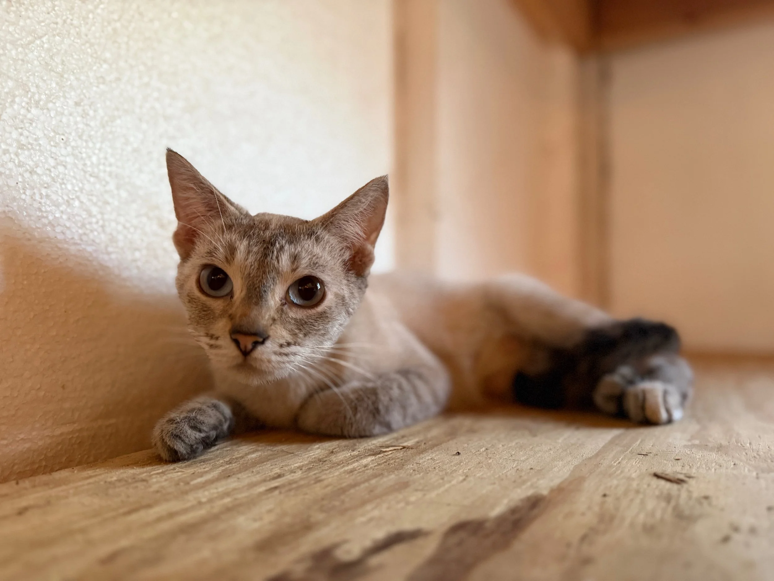 Kira