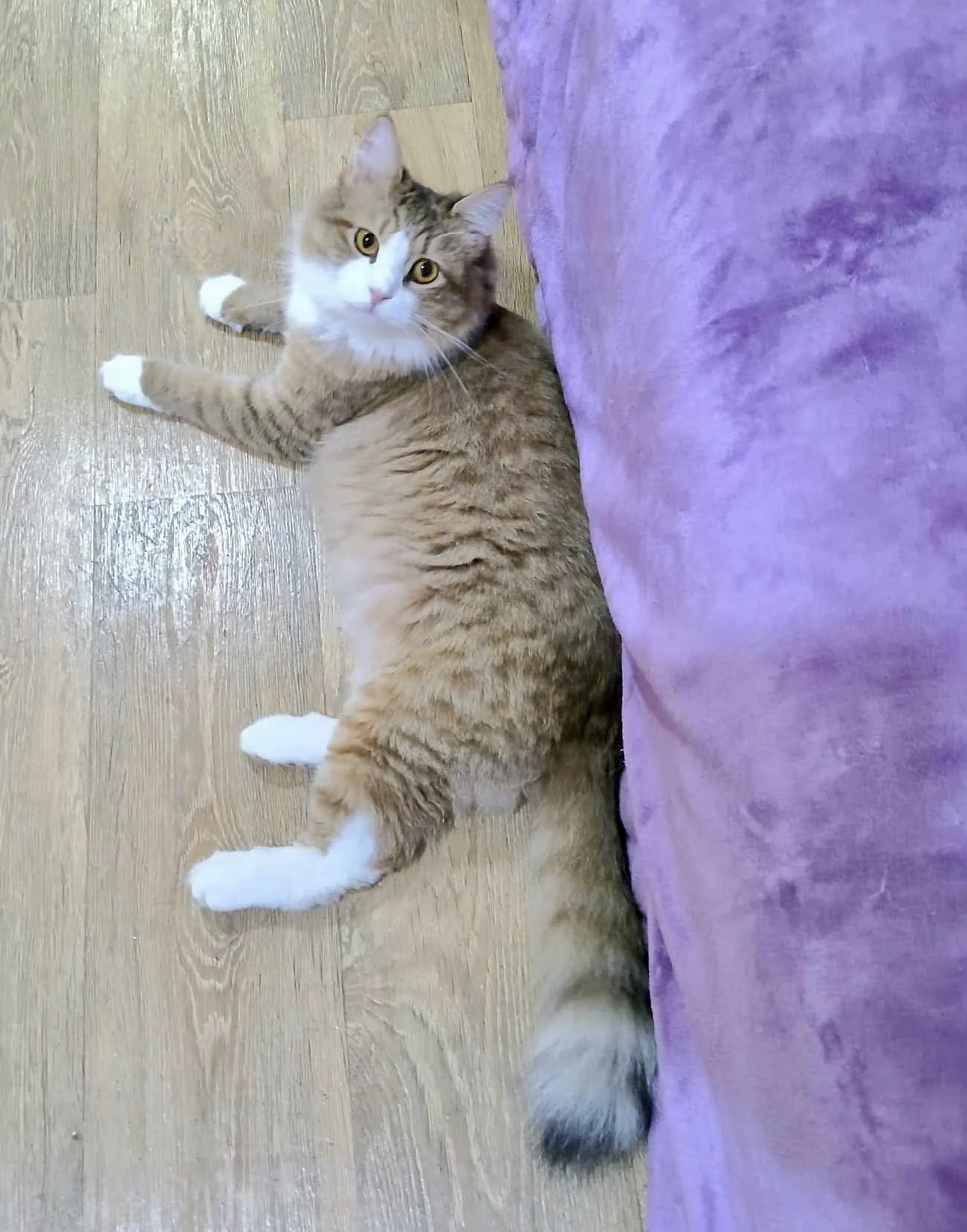 Porscha resting comfortably