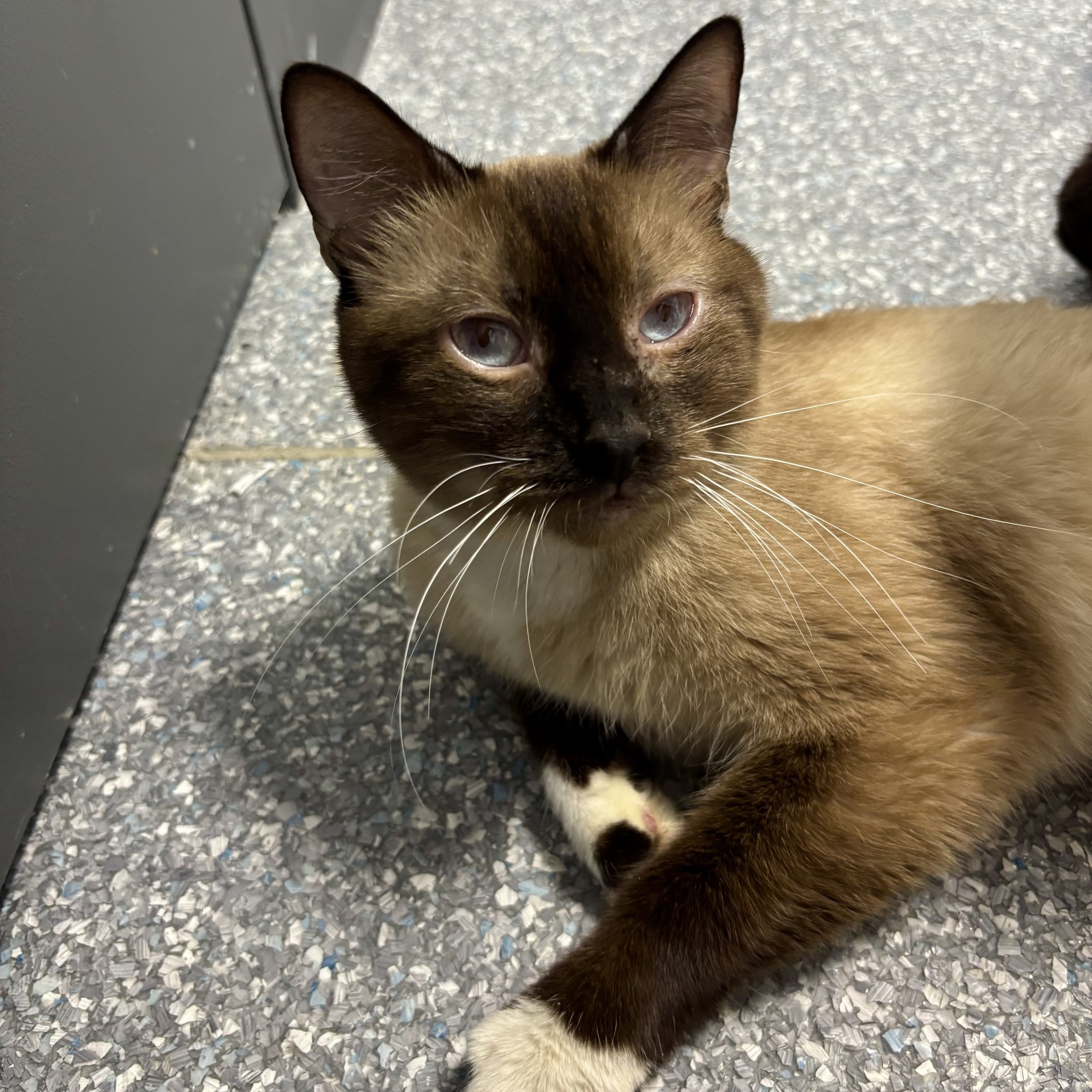 Squid - Adoption Pending