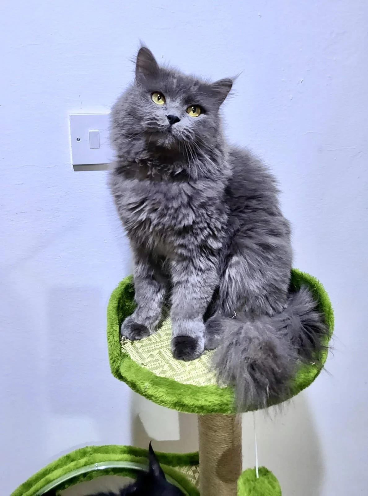 Maverick the cat sitting handsomely