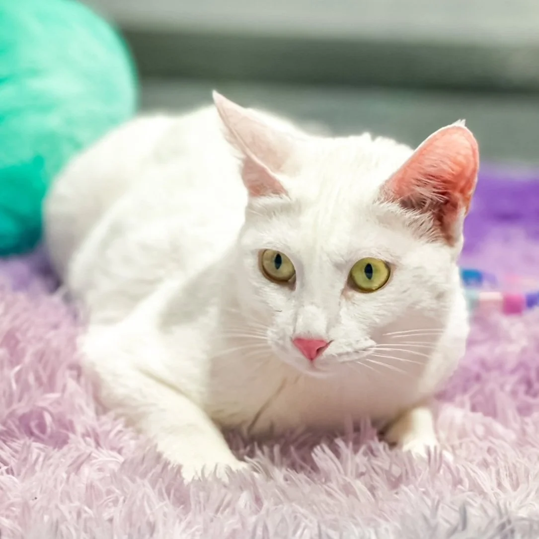 Lucinda - Adopted 072825