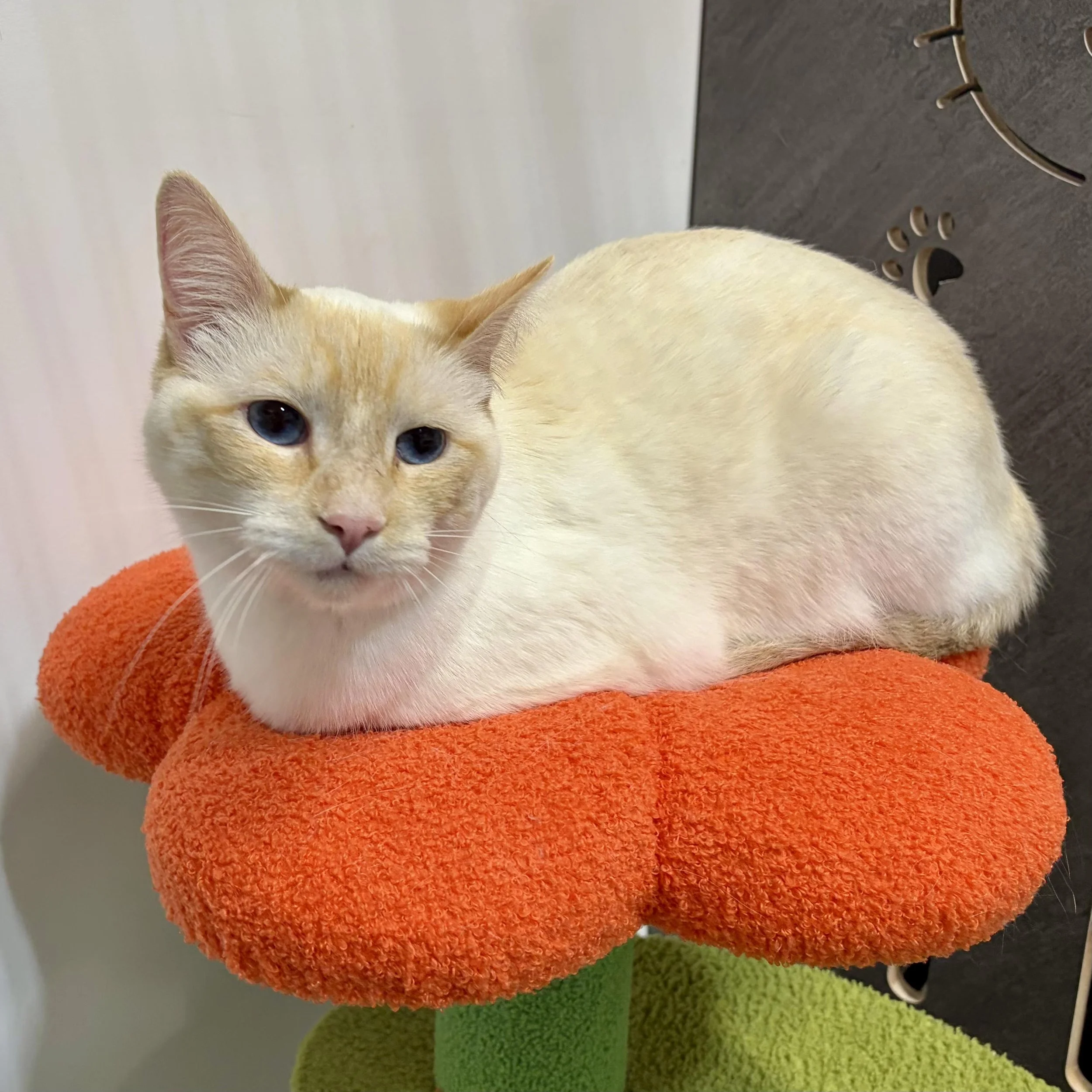 Lasair- Adopted 0630