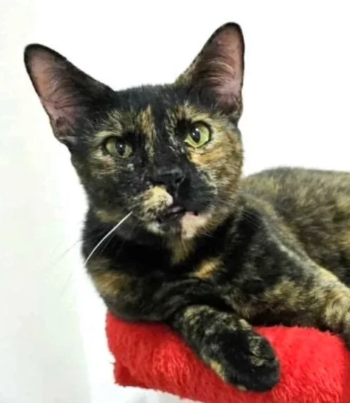 Aru - Accepting Applications