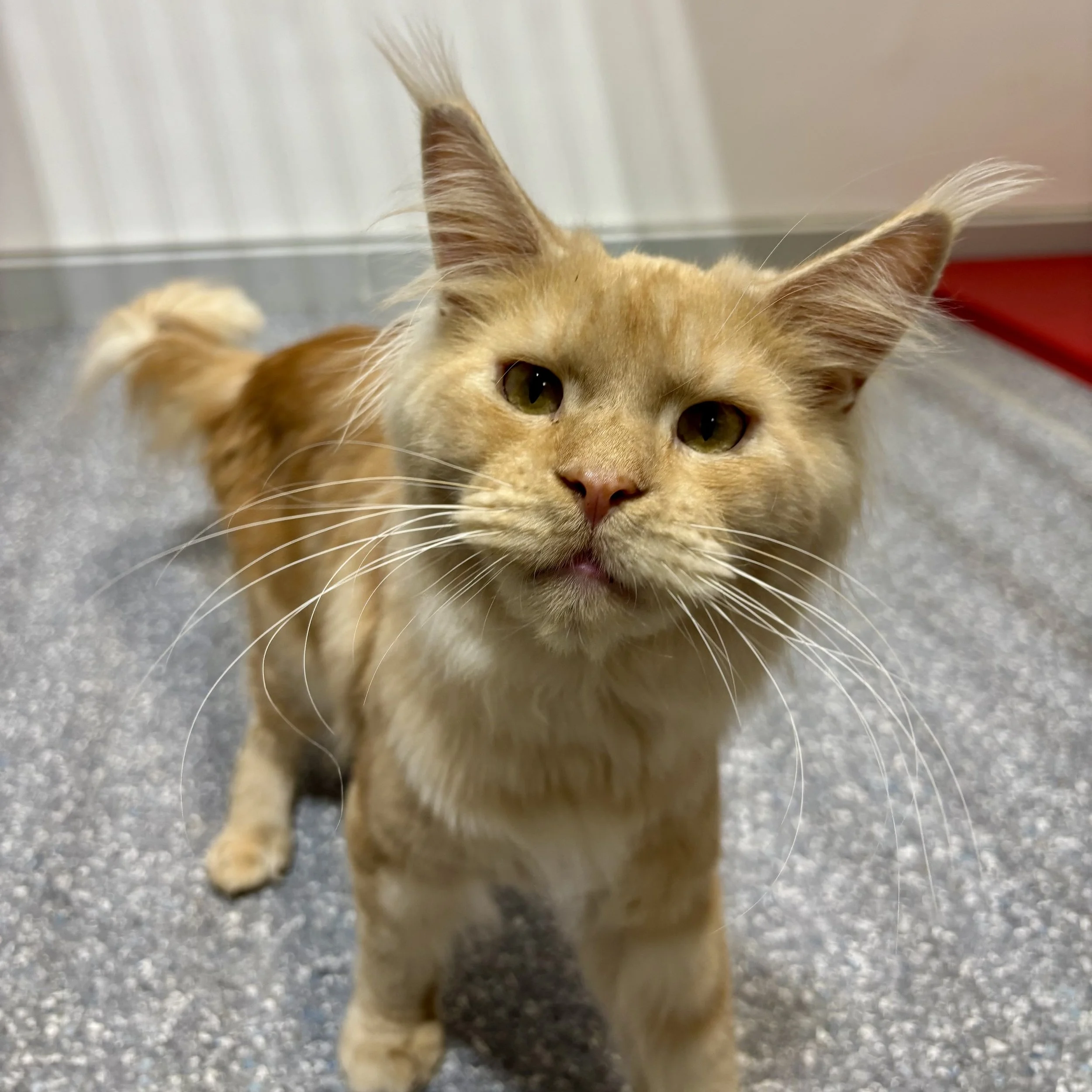 Chive - Adoption Pending