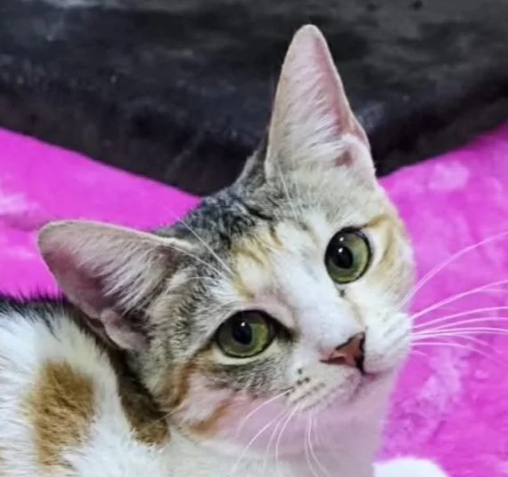 Twinky - Accepting Applications