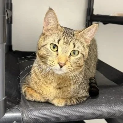 Chip - Adopted0706