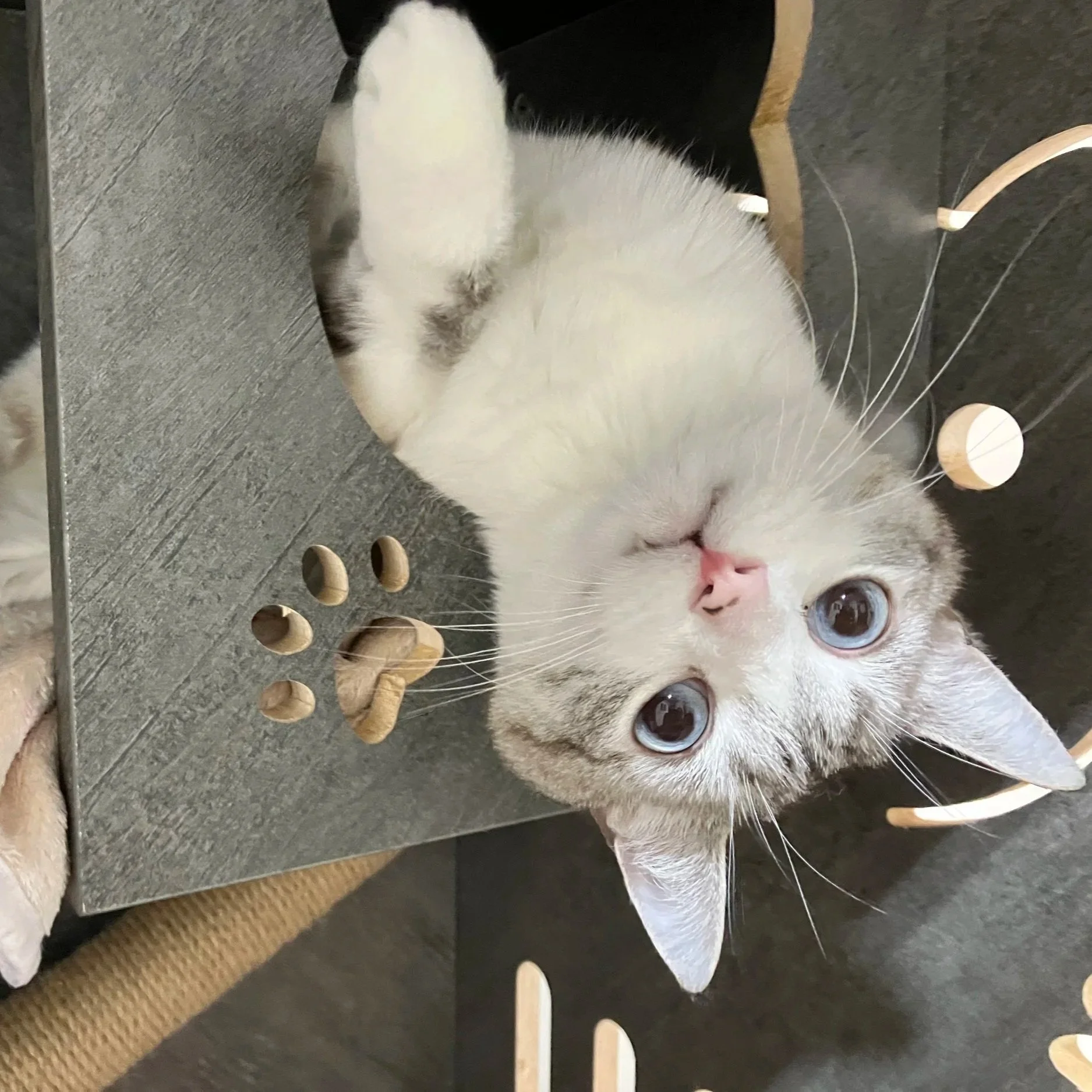Mr. Jitters- Accepting Applications