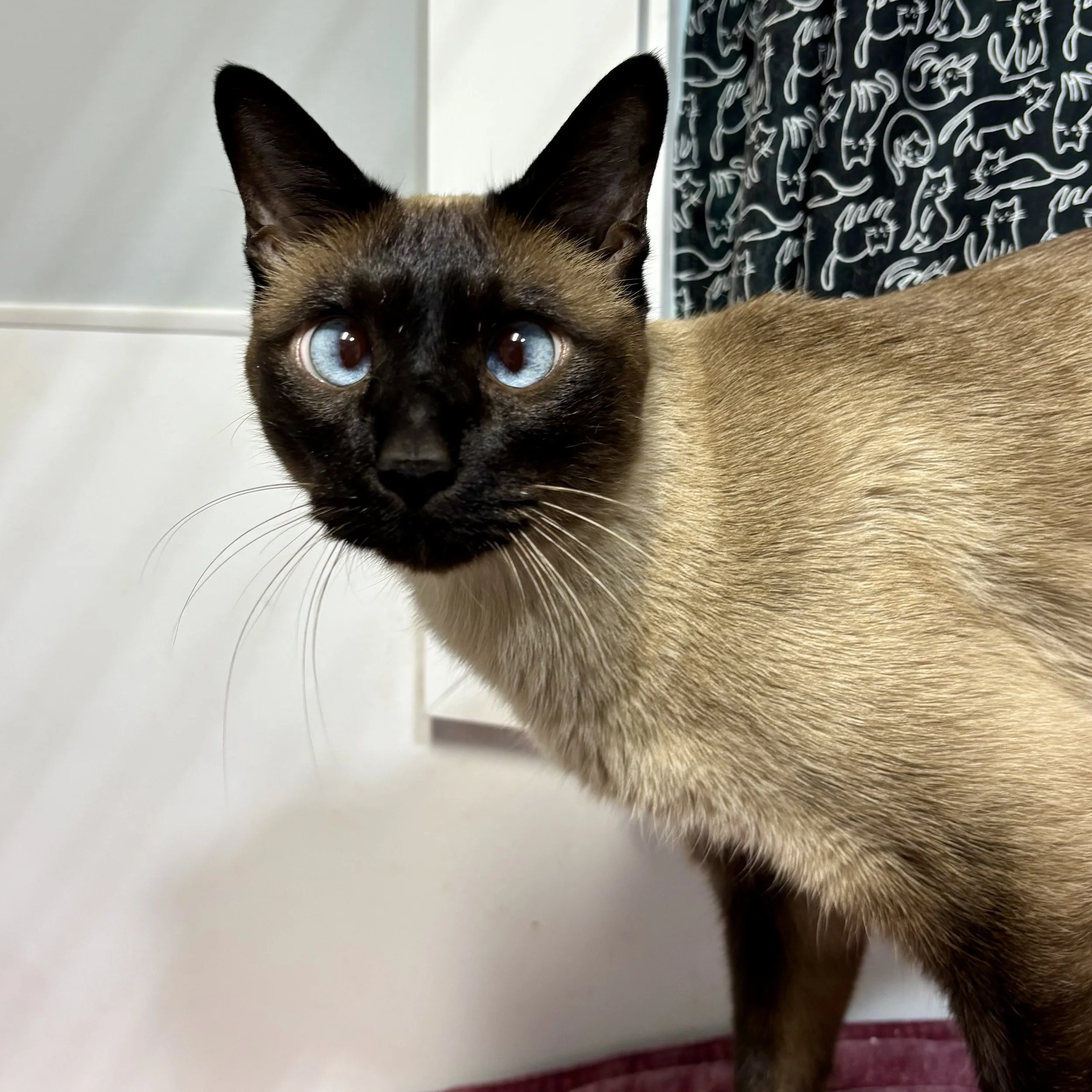 Yashi - Adopted 9/14/26