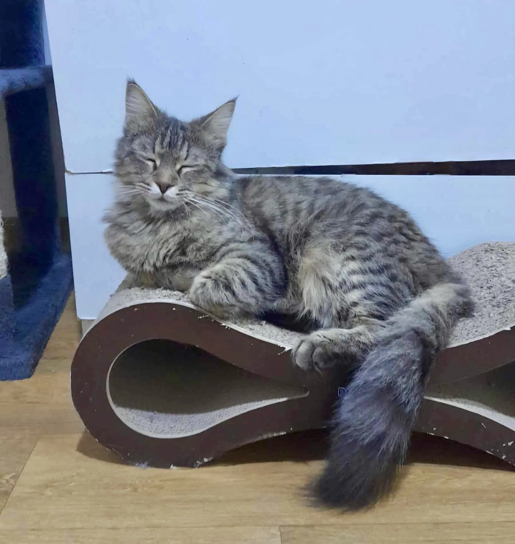 Miro asleep on a cat scratching pad