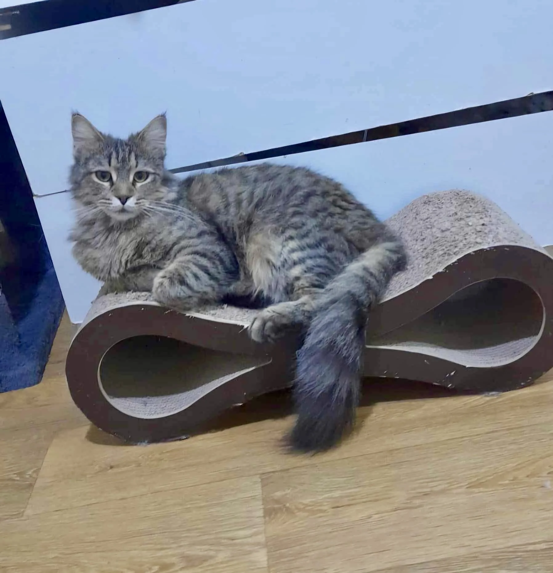 Miro laying on a cat scratching pad