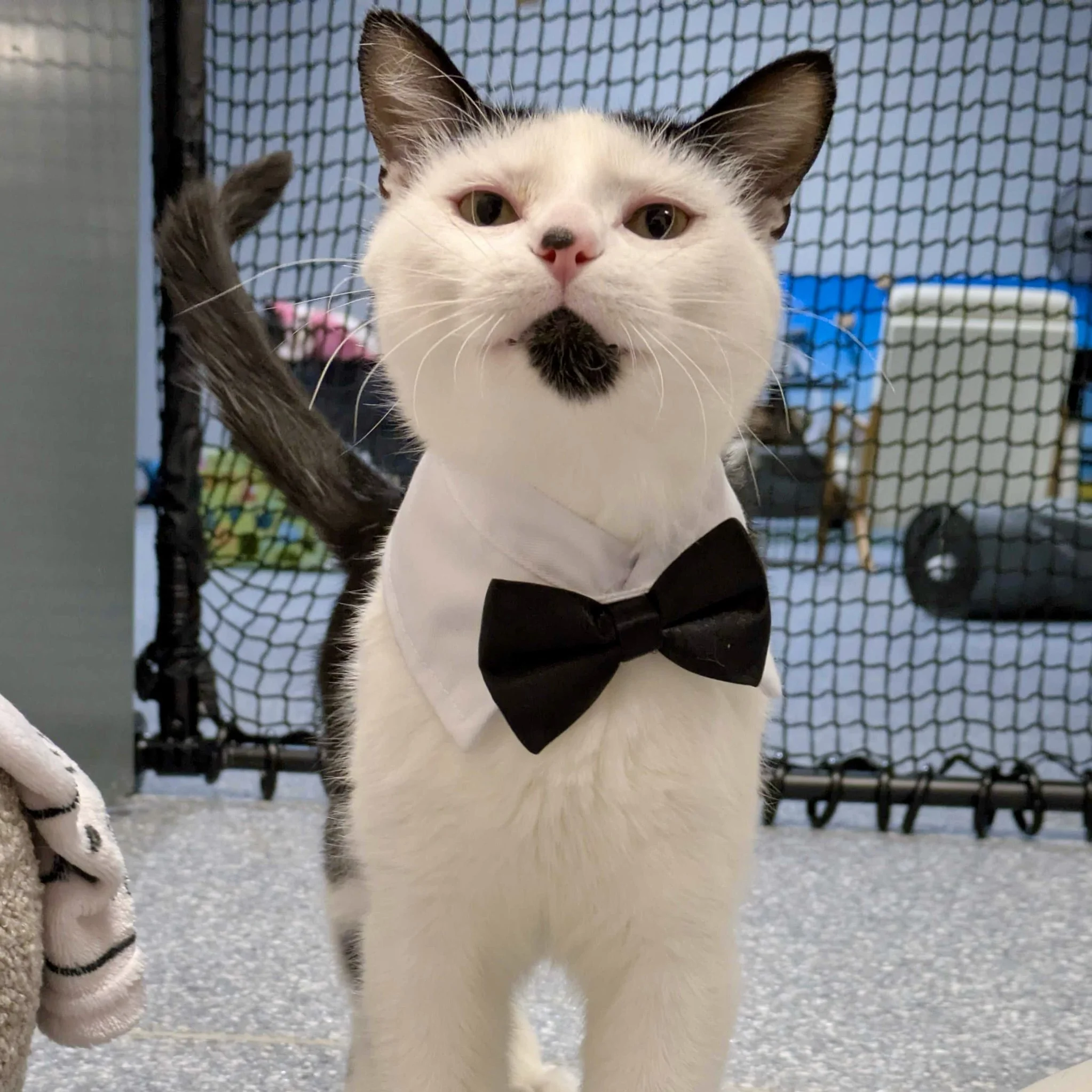 Dr Dre - Adopted 09/07/26