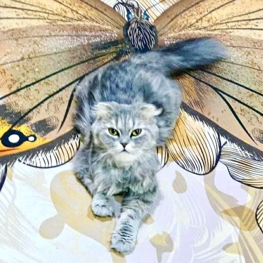 b4ff7d3ce39e71e998a3f03aea7f6d90 - Copy.jpg