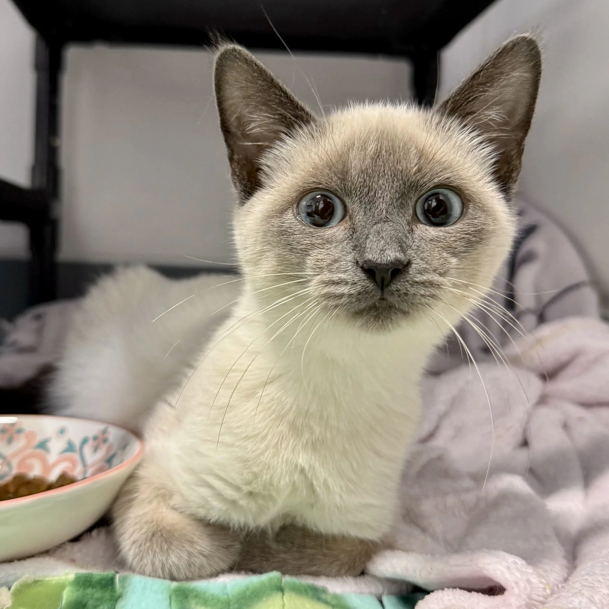 Sabine- Adopted 10/11/26