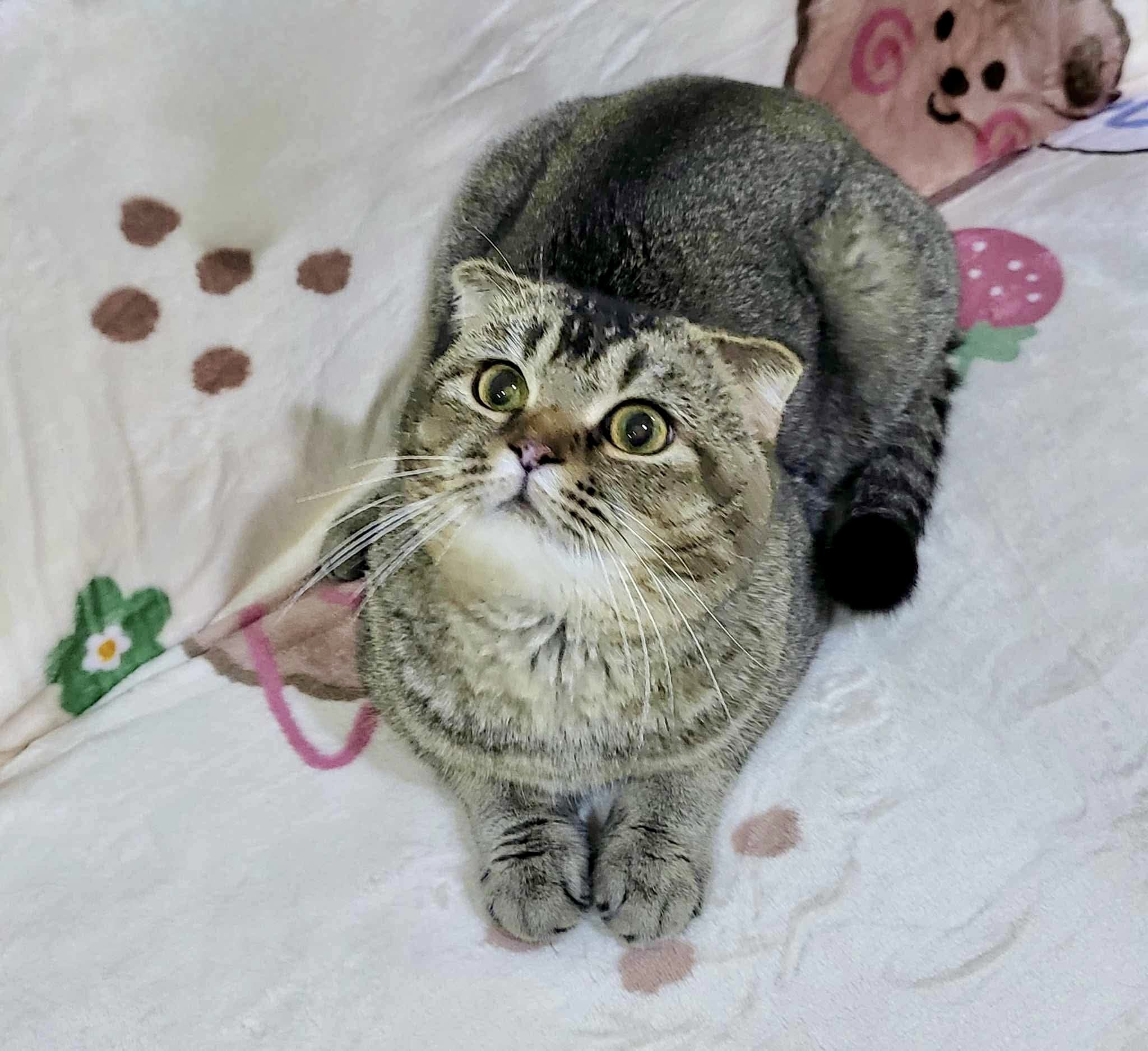 Rumi looking intently