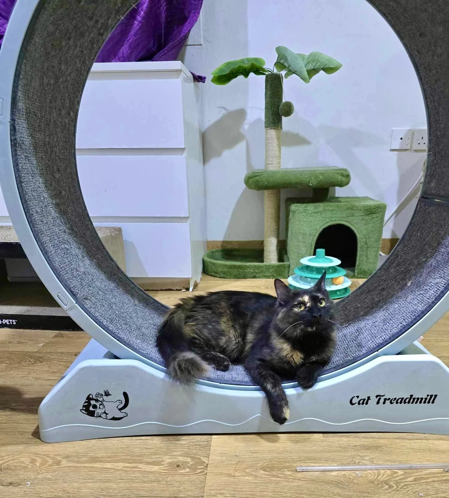 Aria lounging on a kitty treadmill