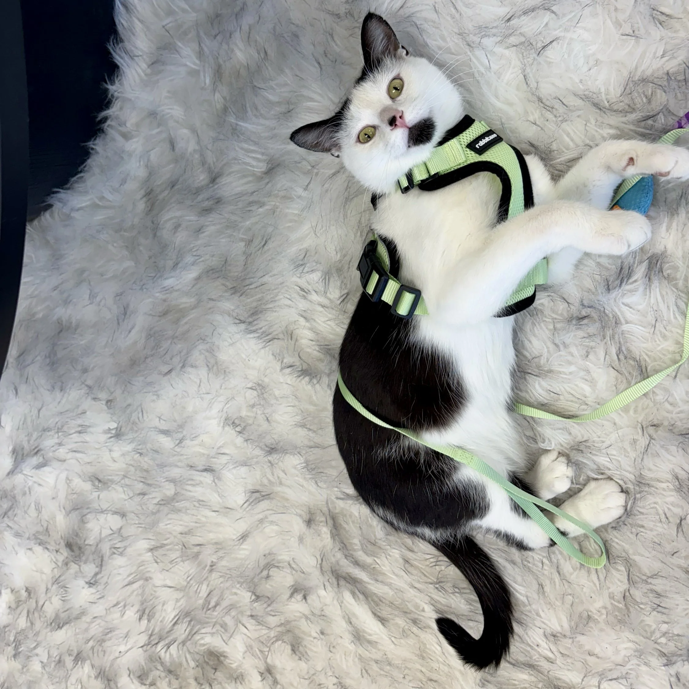 dre harness.jpg