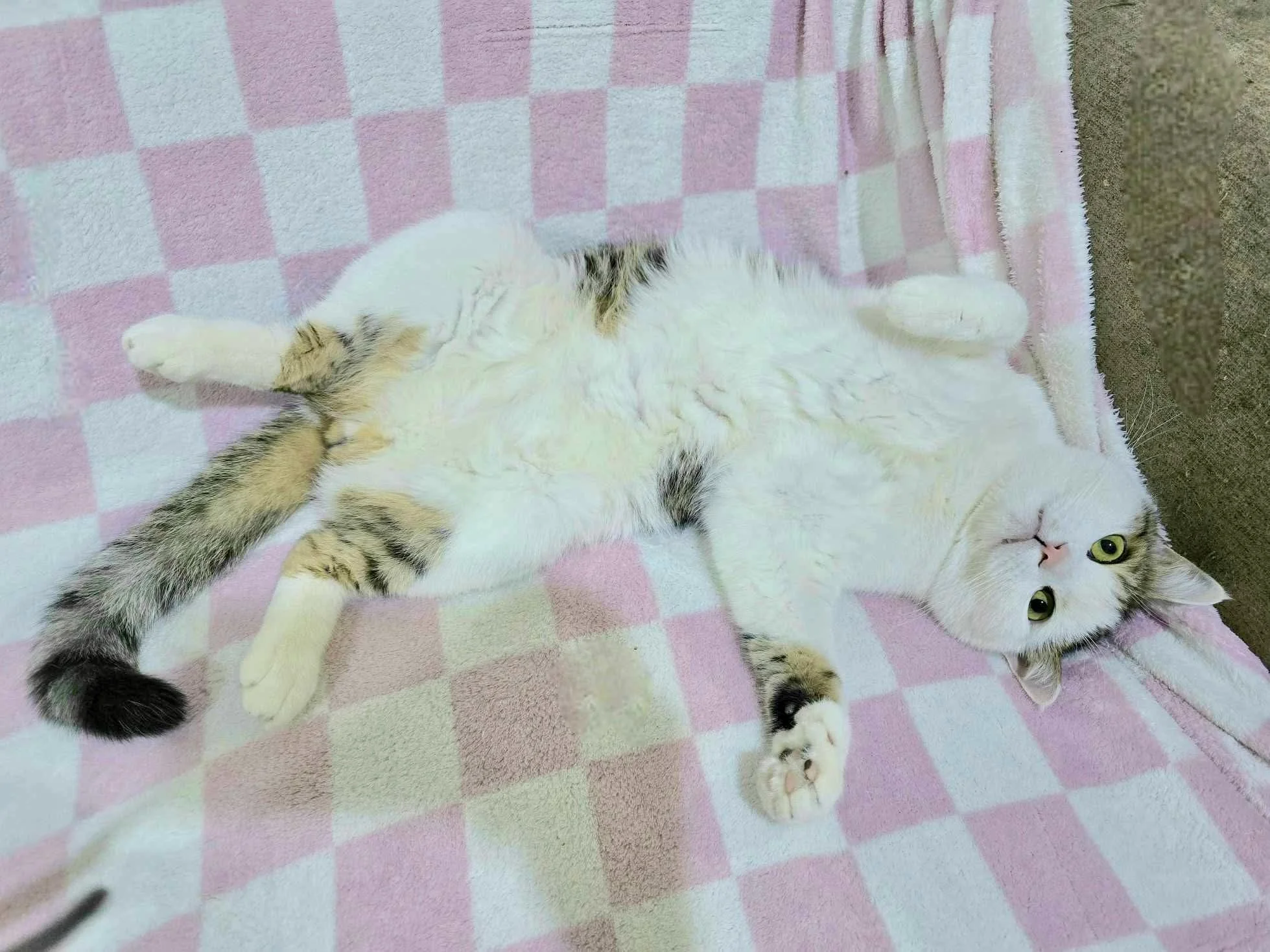 Kaleo lying on his back