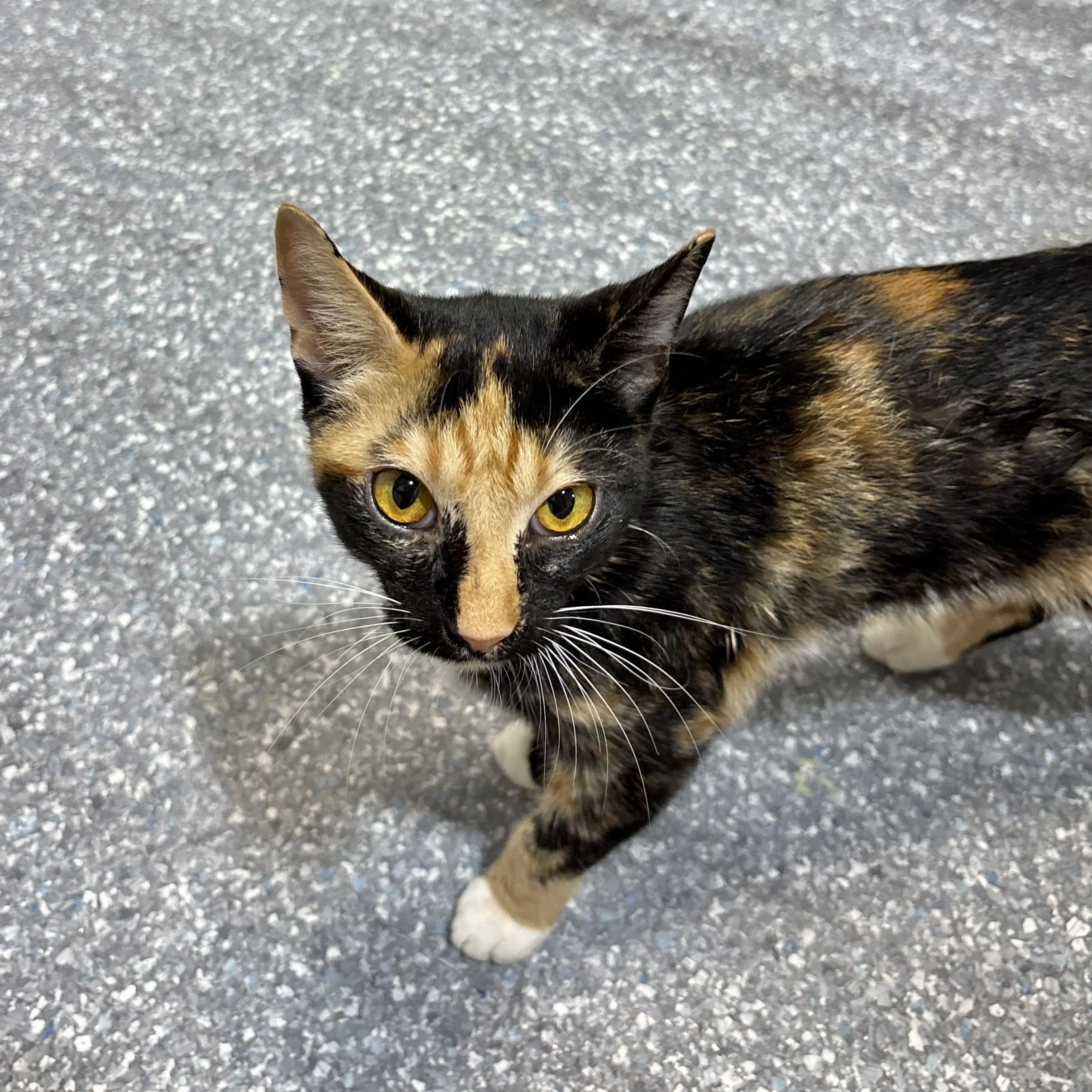 Cipollini - Adoption Pending