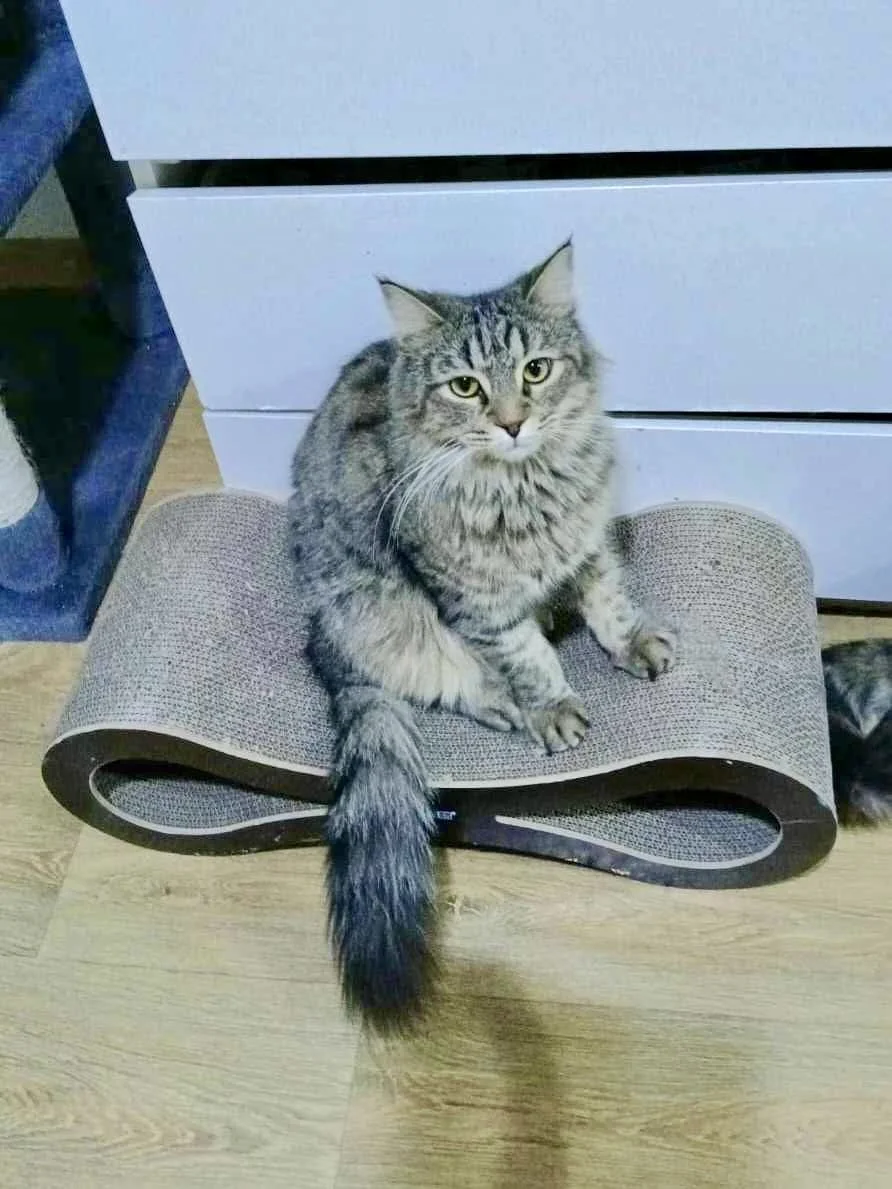 Miro looking up from a cat scratch pad