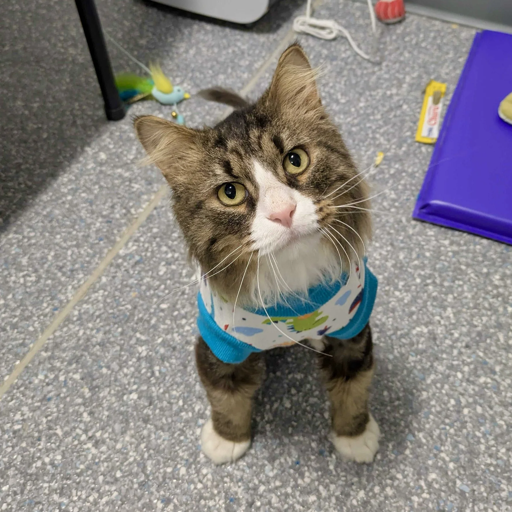 Cubbie - Adopted 08/18/26