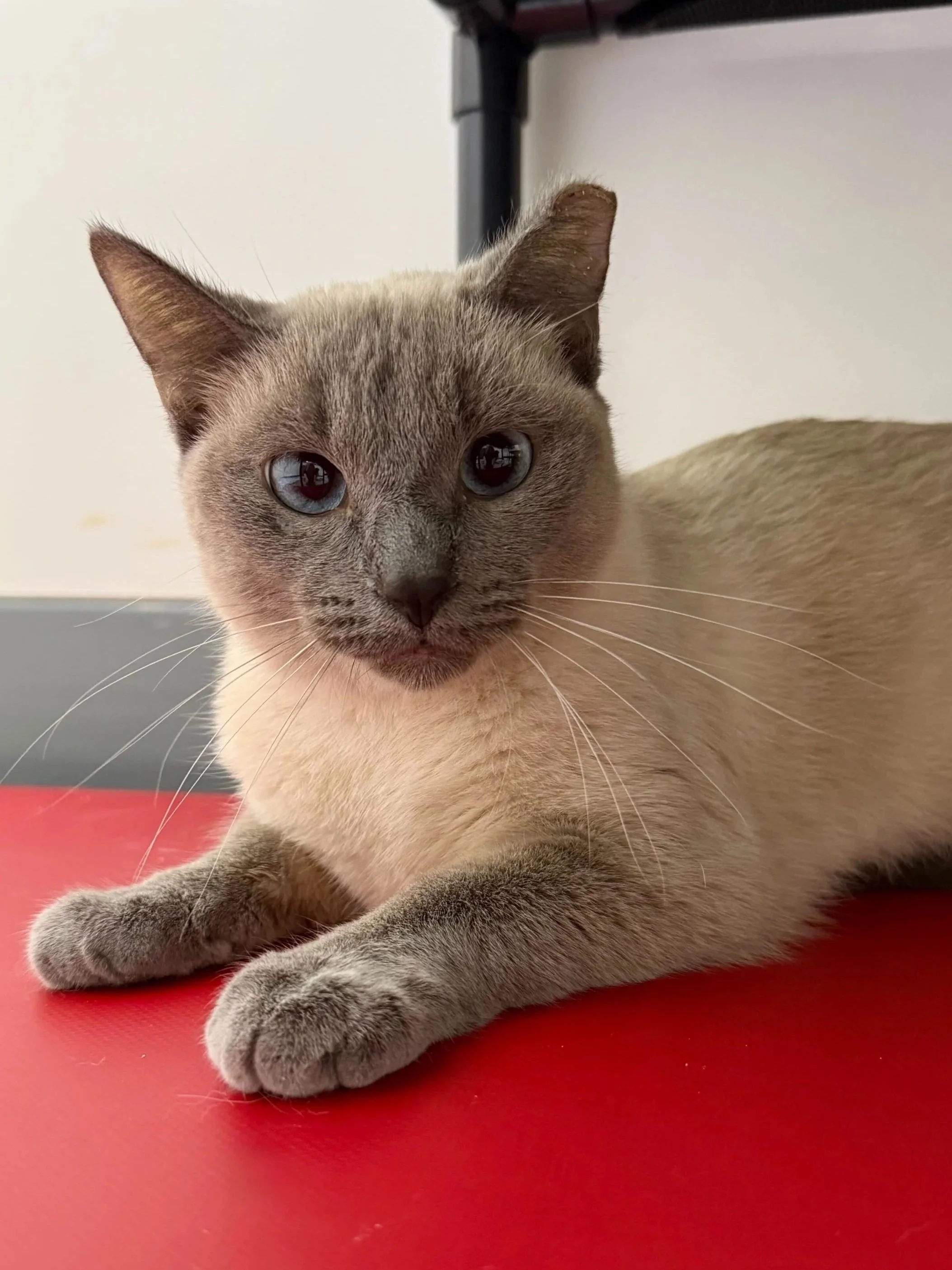 Dee Dee - Accepting Applications