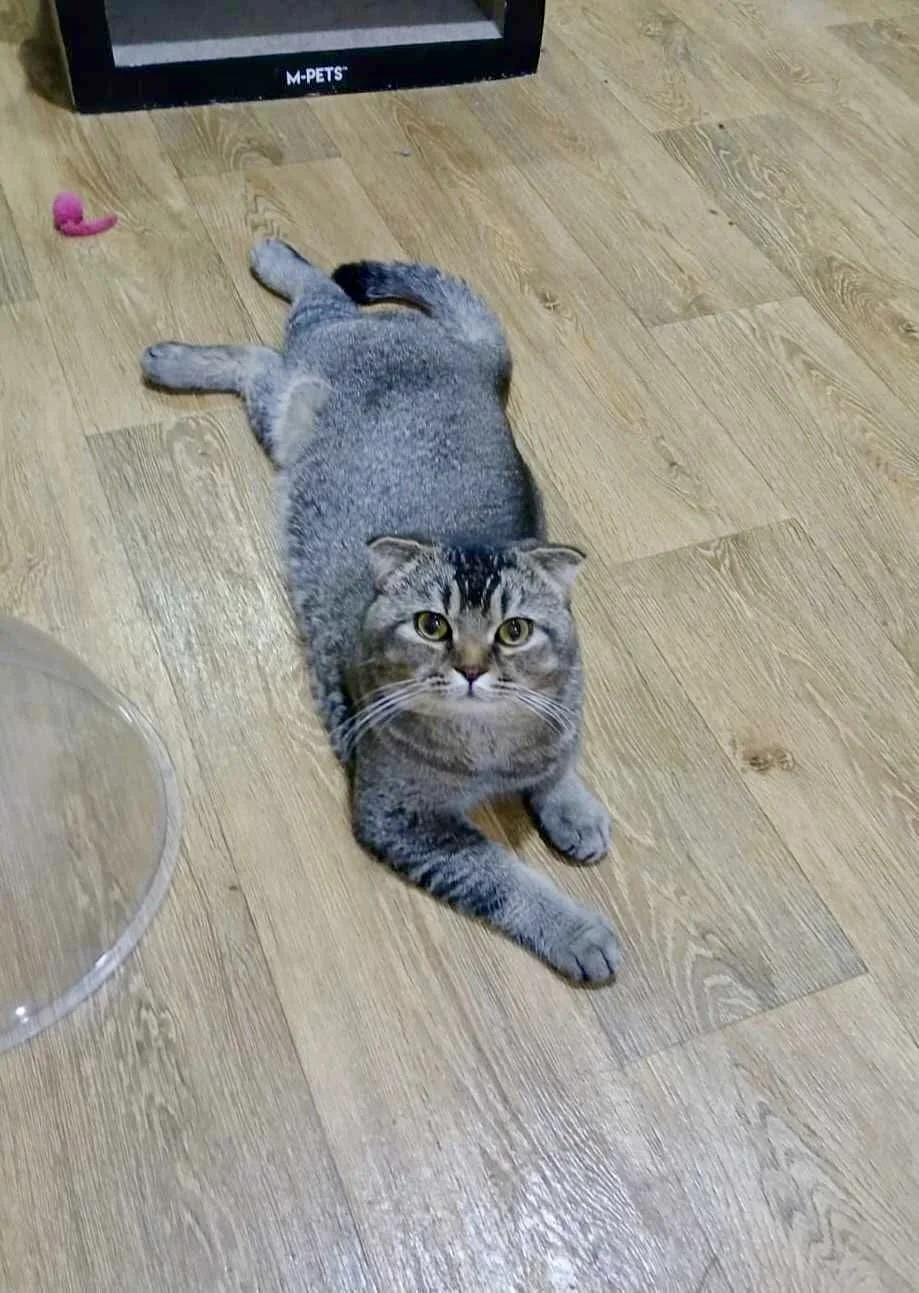 Rumi laying on the floor