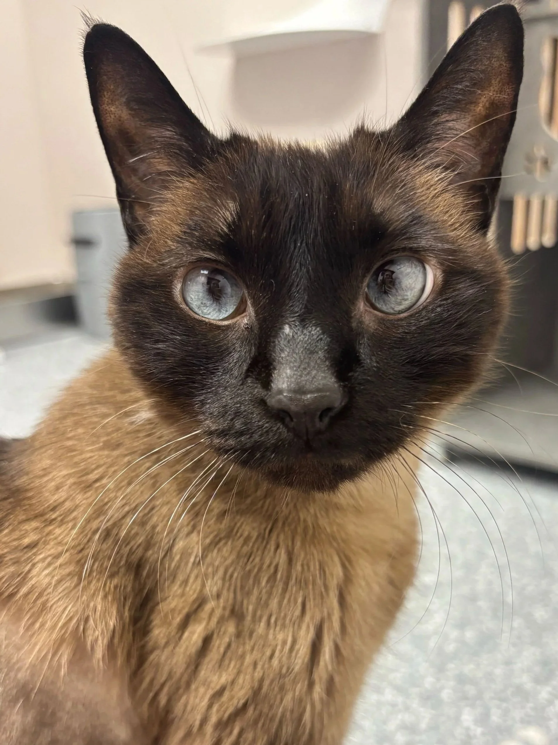 Georgie - Accepting Applications