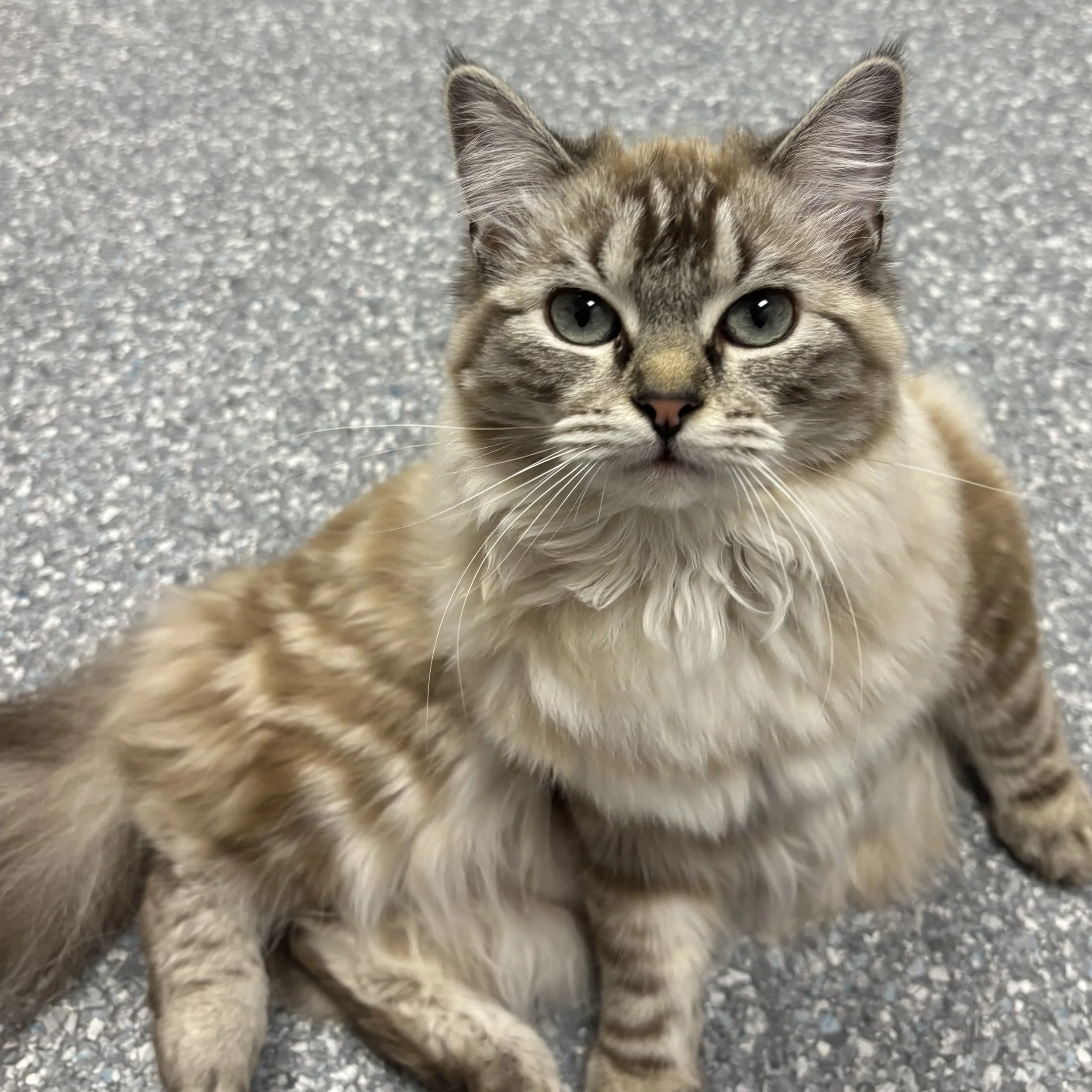 Winnie - Adopted 0723