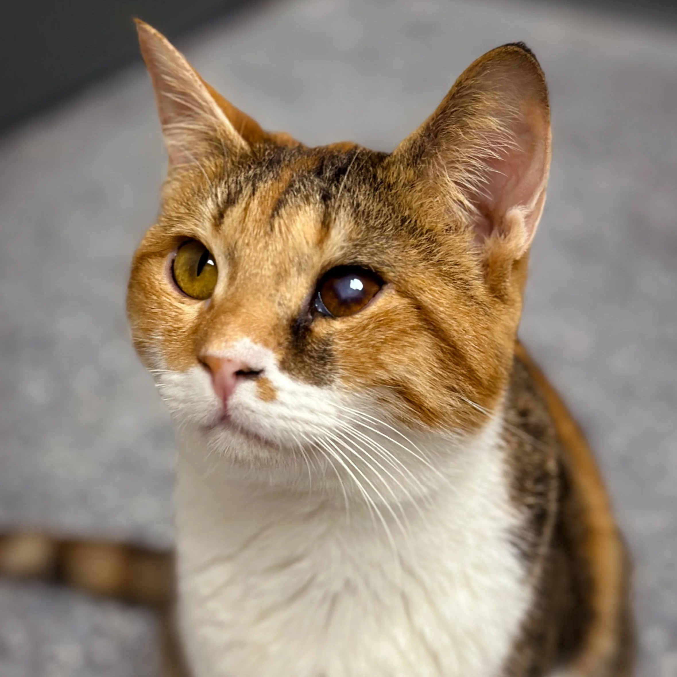 Maroshka - Adopted 090125