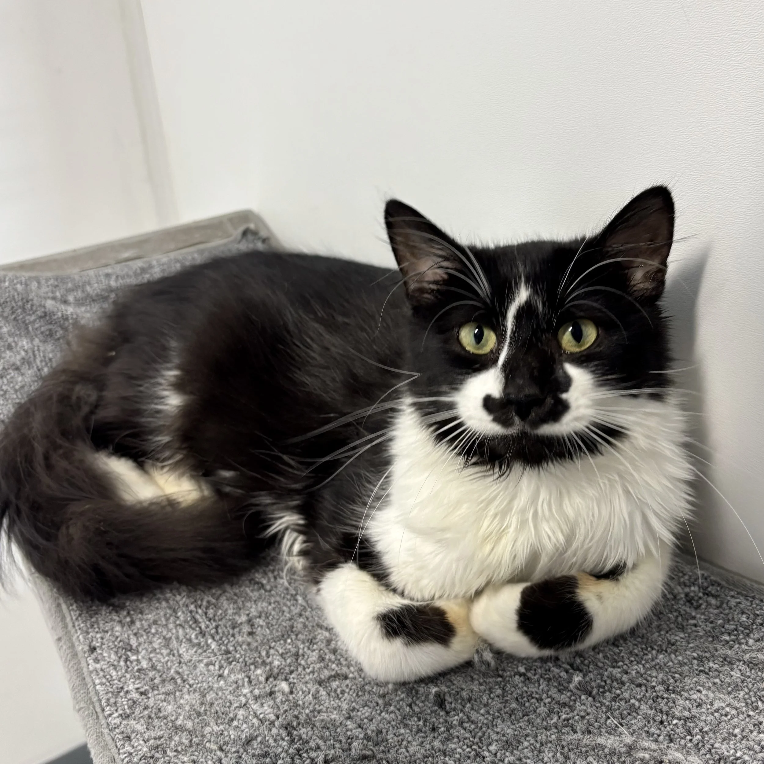 Spotted Cow - Adopted 08/16/26