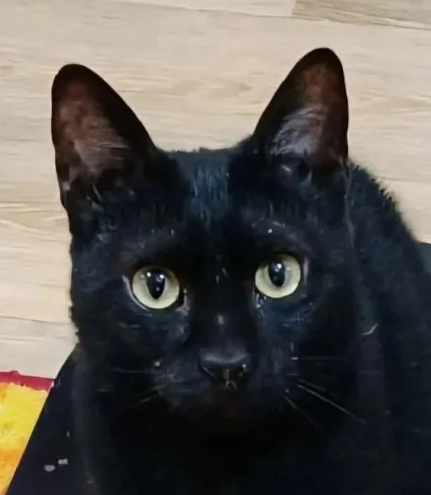 Lilly - Accepting Applications