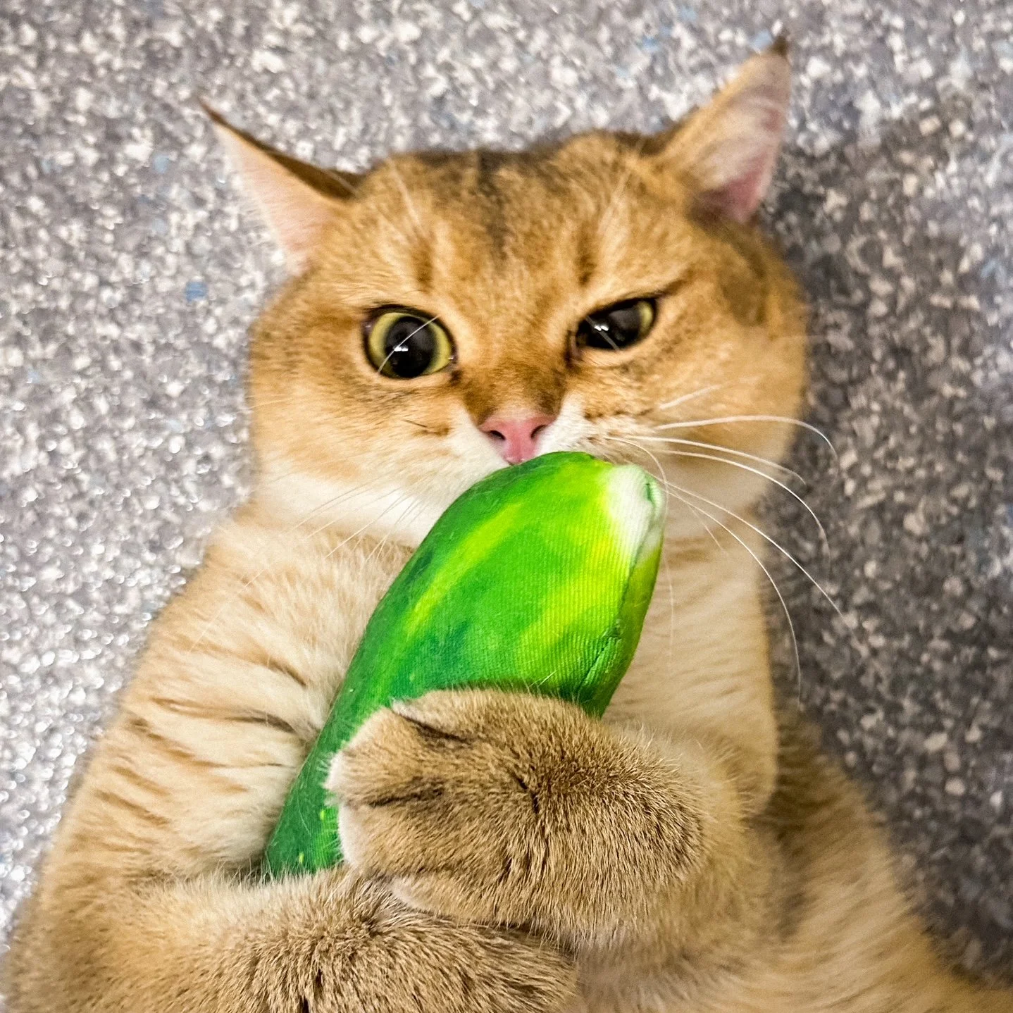 IMG_0201.png