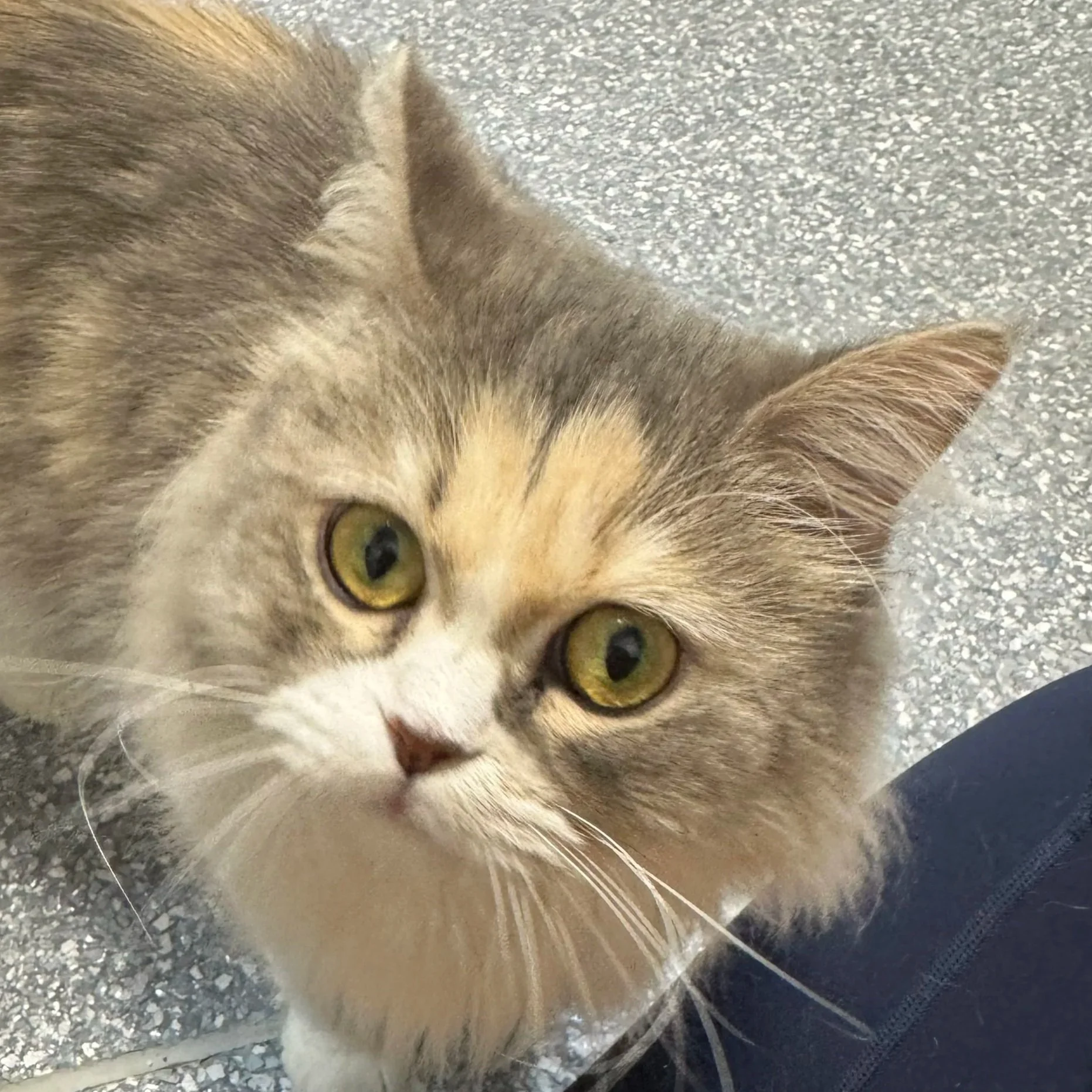 Sarafina - Adopted 092325
